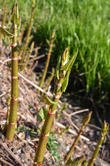 Rdestowiec japoński, młode pędy wczesną wiosną, Reynoutria japonica © Ewa