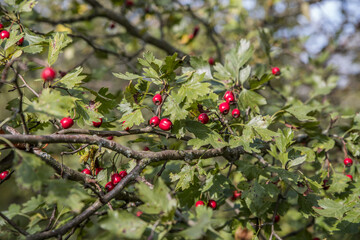 Brightly red hawthorn berries grow on branches with clusters. Sunny autumn day. Ecologically pure raw materials for the manufacture of medicines. Natural qualitative product.