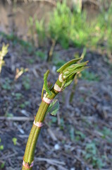 Rdestowiec japoński, młode pędy wczesną wiosną, Reynoutria japonica © Ewa