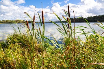 Bulrushes, or cattails on the forest lake