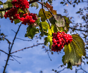 Bright red berries of a viburnum grow on branches with clusters. Sunny autumn day. Ecologically pure raw materials for the manufacture of medicines. Natural qualitative product.
