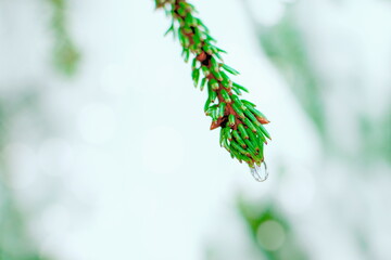 Close-up drop of water on green pine leaf, with bokeh and blurred background.  selective focus. Spring.