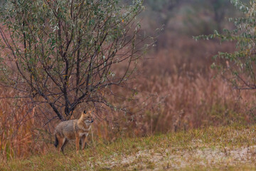 Golden jackal - CHACAL DORADO (Canis aureus), Danube Delta - DELTA DEL DANUBIO, Ramsar Wetland, Unesco World Heritgage Site, Tulcea County, Romania, Europe