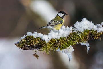 Great tit Parus major, on branch overgrown with moss in frost winter.