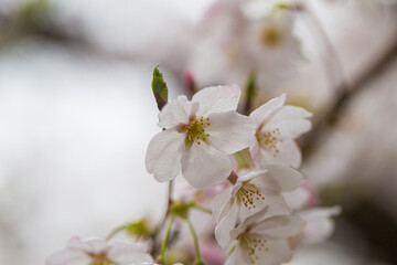 Sakura pink blossom flower on tree branch