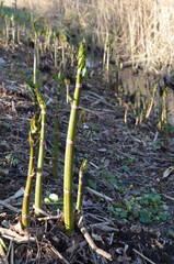 Rdestowiec japoński, młode pędy wczesną wiosną, Reynoutria japonica © Ewa