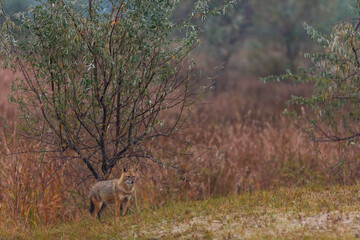 Golden jackal - CHACAL DORADO (Canis aureus), Danube Delta - DELTA DEL DANUBIO, Ramsar Wetland, Unesco World Heritgage Site, Tulcea County, Romania, Europe