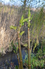 Rdestowiec japoński, młode pędy wczesną wiosną, Reynoutria japonica © Ewa