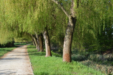 Wiosna, aleja parkowa wśród wierzby żałobnej, płaczącej, Salix Chrysocoma © Ewa