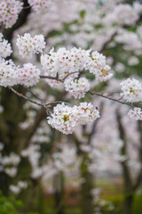 Sakura pink blossom flower on tree branch