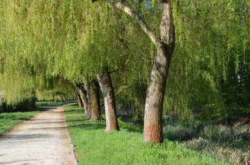 Wiosna, aleja parkowa wśród wierzby żałobnej, płaczącej, Salix Chrysocoma © Ewa