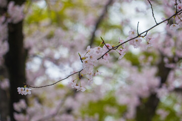 Sakura pink blossom flower on tree branch