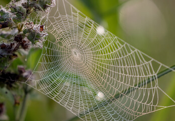 spider web with dew drops