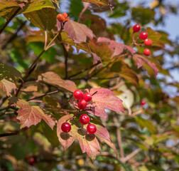 Bright red berries of a viburnum grow on branches with clusters. Sunny autumn day. Ecologically pure raw materials for the manufacture of medicines. Natural qualitative product.