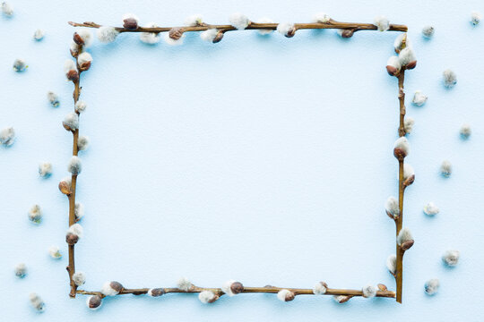 Frame created from fresh fluffy willow twigs on light blue table background. Pastel color.  Empty place for positive, inspirational, sentimental text, quote or sayings. Top down view. Closeup.
