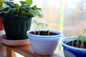 Growing tomato seedlings in white plastic round yogurt container on natural wooden brown shelf near window. Young beautiful plants of tomatoes with small green tender leaves grow on black soil spring