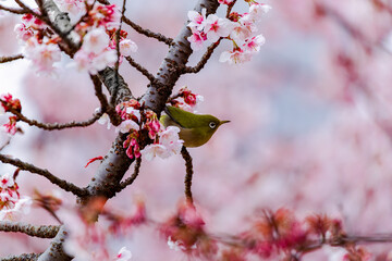 Japanese White-eye And Cherry Blossom(Japanese Name Is Kanzakura) At Tokyo Prefecture, Japan