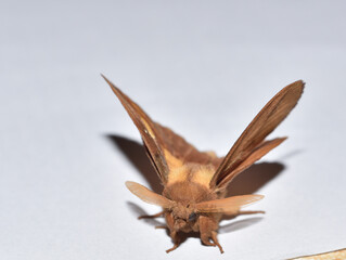 Black arches with antennae like radar antennas