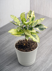 Codiaum Tamara - variegated croton with variegated leaves