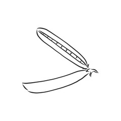 Hand drawn sketch peas sketch set. Vector organic food illustration isolated on white background. pea vector sketch illustration