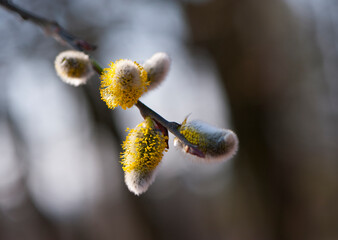 willow branch with yellow spring flowers. delicate willow flowers in spring. fur seals symbol of spring and Easter. willow branches with fully blossoming flower buds. nature, bokeh, close-up