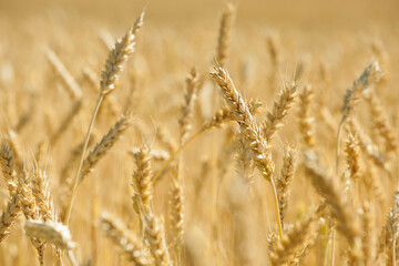 golden spikelets of wheat in the field close up. Ripe large golden ears of wheat against the yellow background of the field. Close-up, nature. The idea of a rich summer harvest, farming
