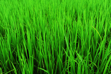 Fototapeta na wymiar Green rice in the cornfield