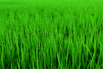 Green rice in the cornfield