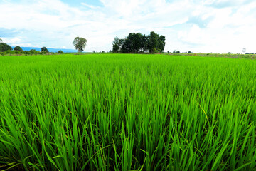 
Green rice in the field at evening time