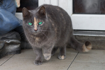 Obraz premium Close up of small gray striped furry cat with green eyes