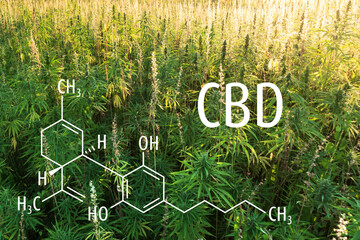 Cannabis plants with the CBD chemical formula. Cannabidiol molecule.