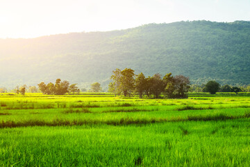 Rice growing and produce grains in paddy field