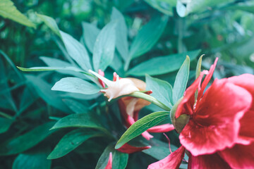 snail in the flowers