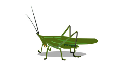 grasshopper on a white background