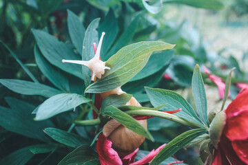 snail in the flowers