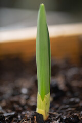 Daffodil or narcissus starting to shoot