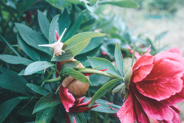 snail in the flowers