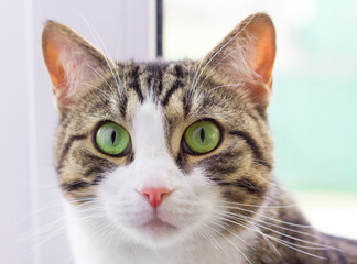 Portrait close-up of domestic pet cat with green eyes