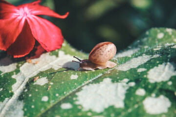 snail in the flowers