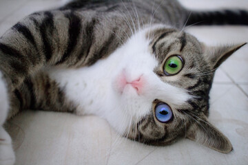 Naklejka na ściany i meble Cat with bright multicolored blue green eyes lies on floor