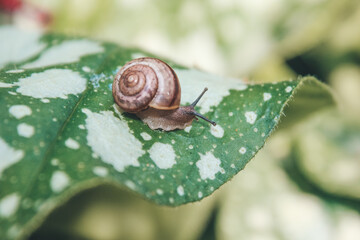 snail in the flowers