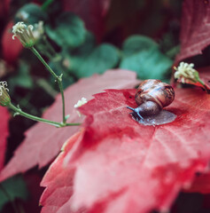 snail in the flowers