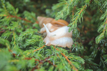 snail in the flowers
