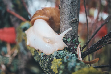 snail in the flowers