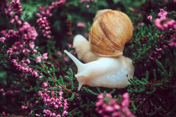 snail in the flowers