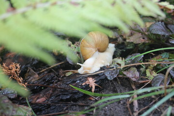 snail in the flowers