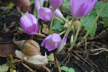 snail in the flowers