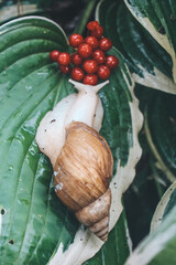 snail in the flowers