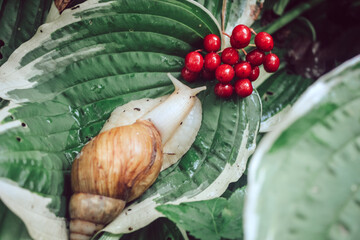 snail in the flowers