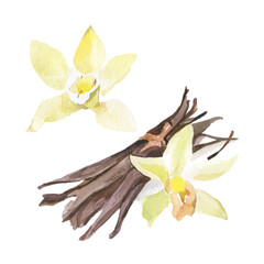 Vanilla pods and orchid flower watercolor illustration, spice vector template. Aroma Bean for the sweet and herb cooking. Exotic blossom for the organic perfume.